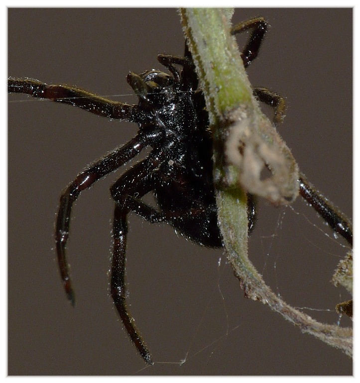 Ragni vari(Gnaphosidae, Lycosidae, Theridiidae, Thomisidae.)